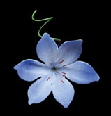 Gum Paste Flowers 1in Blue 3-Count