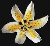 Stargazer Yellow Mini Lily Gum Paste Flower 2 Count