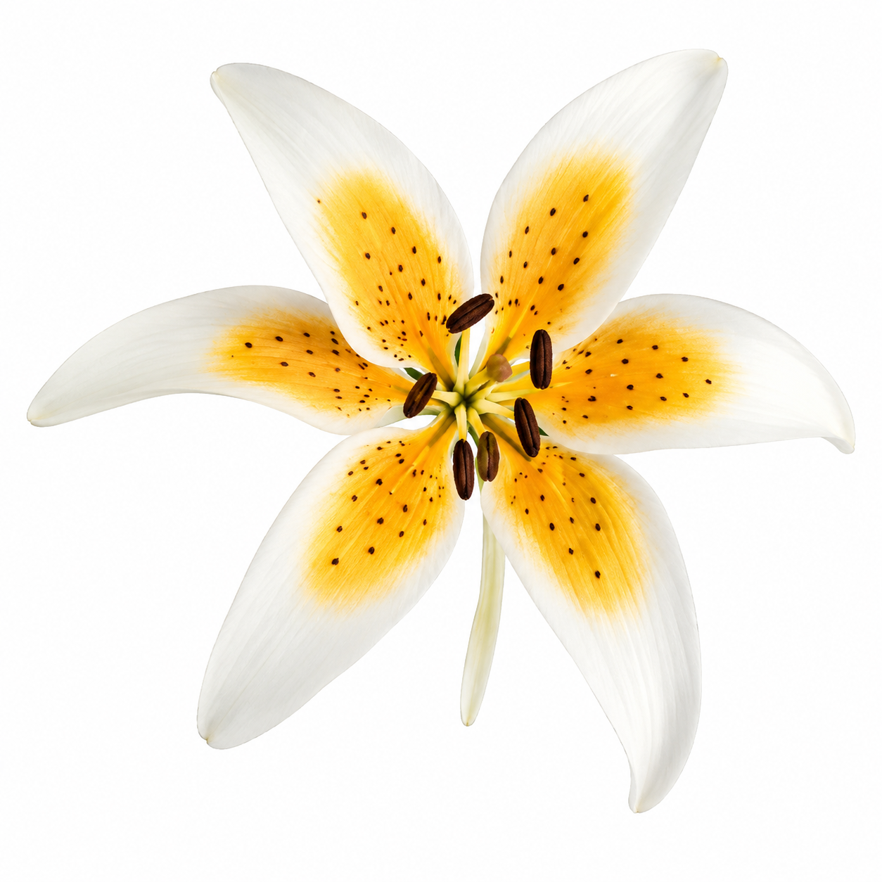 Stargazer Orange Mini Lily Gum Paste Flower 2 Count
