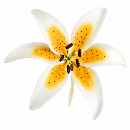 Stargazer Orange Mini Lily Gum Paste Flower 2 Count