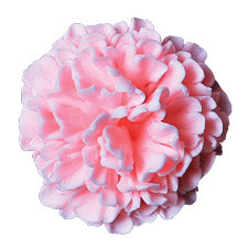 Gum Paste Carnation 2in Pink 2-Count