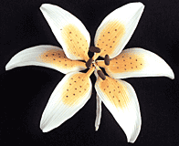 Stargazer Orange Mini Lily Gum Paste Flower 2 Count