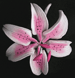 Stargazer Pink Mini Lily Gum Paste Flower 2 Count