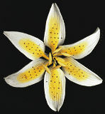 Gum Paste Star Gazer  4' Yellow 1-Count