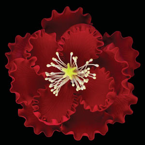 Gum Paste Peony XL 4in Red 1-Count