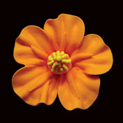 Gum Paste Hibiscus Flower 2in Orange2-Count