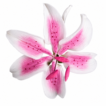 Stargazer Pink Mini Lily Gum Paste Flower 2 Count