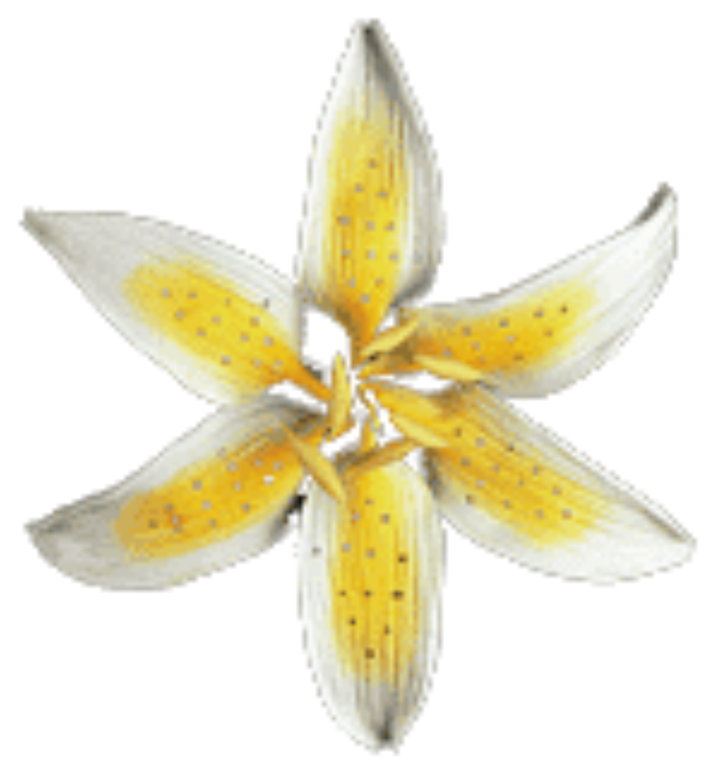 Gum Paste Star Gazer  4' Yellow 1-Count