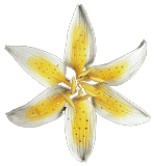 Gum Paste Star Gazer  4' Yellow 1-Count