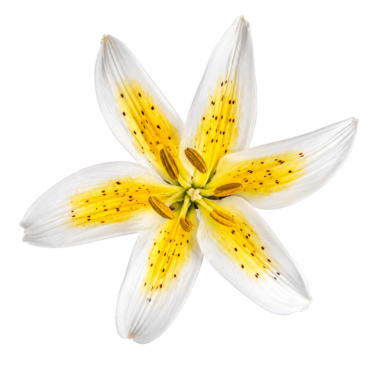 Stargazer Yellow Mini Lily Gum Paste Flower 2 Count