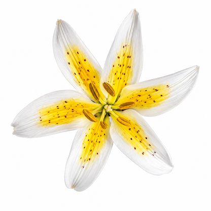 Stargazer Yellow Mini Lily Gum Paste Flower 2 Count
