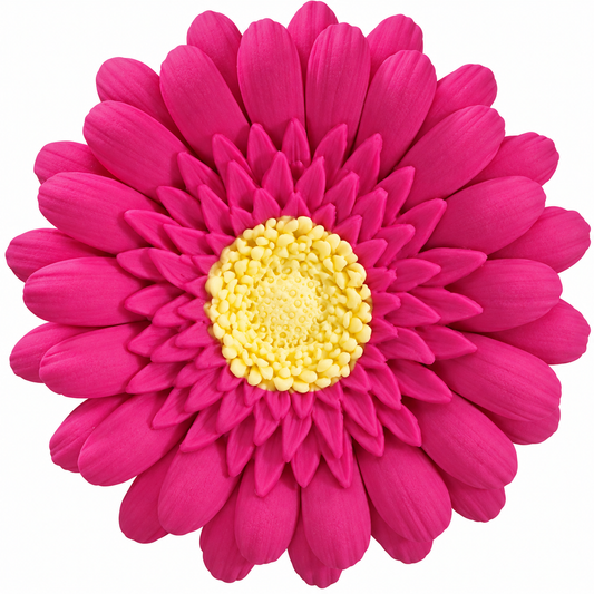 Hot Pink Gerbera Daisy Flower 3 Inch Gum Paste – 1 Count Cake Decoration Gumpaste Flower