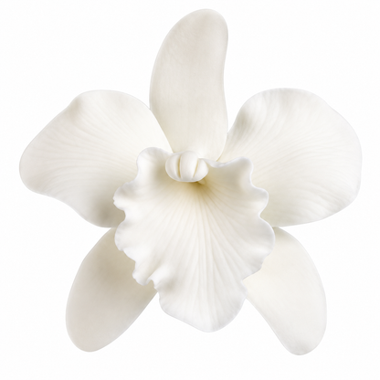 White Cattleya Flower Gum Paste 2.5" 1-Count