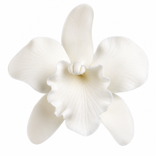 White Cattleya Flower Gum Paste 2.5" 1-Count